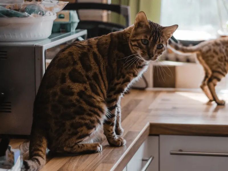 How to train cats outlet to stay off counters