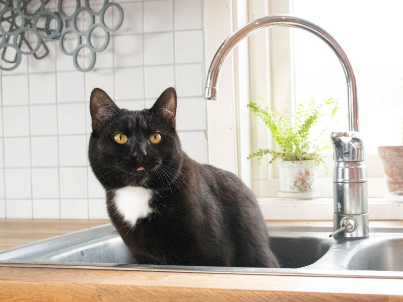 train a cat to stay off counters