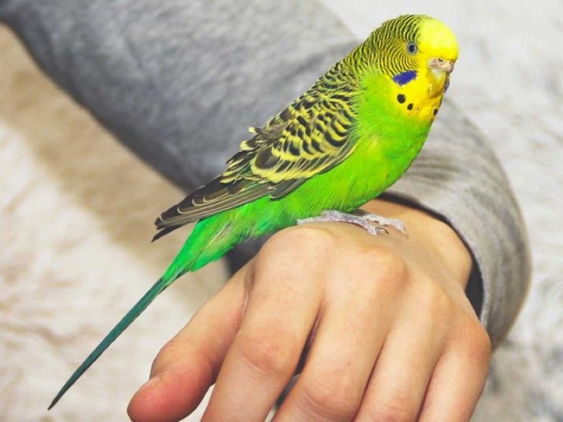 Essential Parakeet Care Guide: Keeping Your Pet Happy And Healthy 7 Handling Parakeet Care Tips