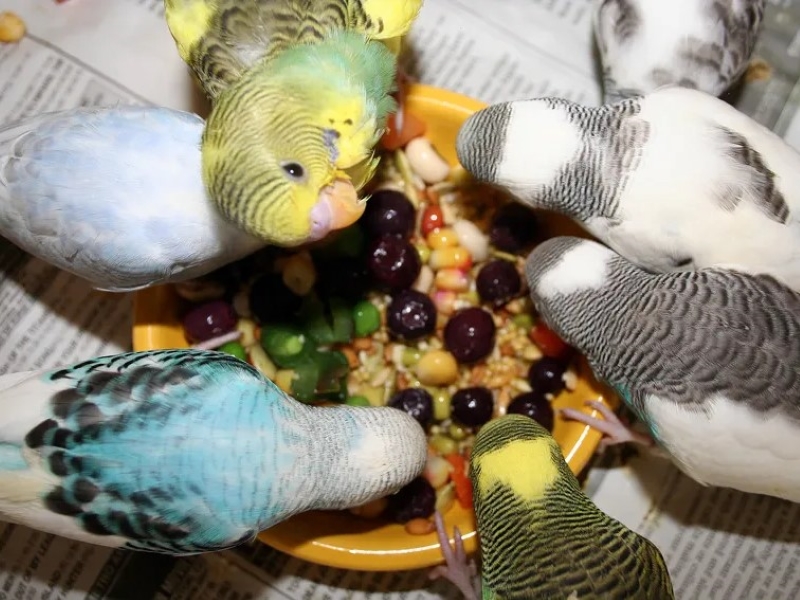 Essential Parakeet Care Guide: Keeping Your Pet Healthy