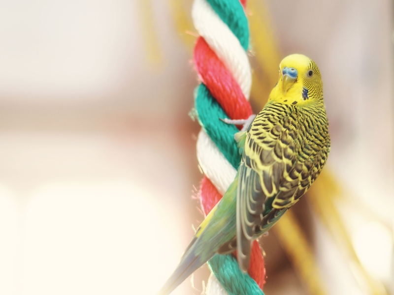 Essential Parakeet Care Guide: Keeping Your Pet Happy And Healthy 10 Parakeet Care Requirements