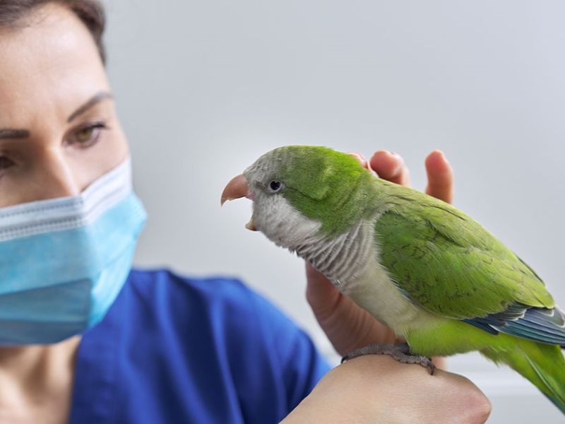 Essential Parakeet Care Guide: Keeping Your Pet Happy And Healthy 11 Parakeet Care Temperature