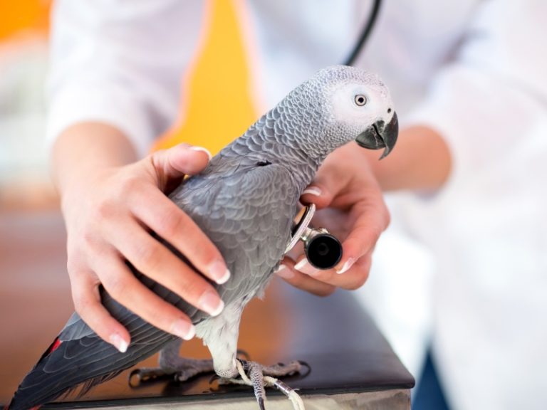 7 Parrot Beak Problems What Every Bird Owner Should Know