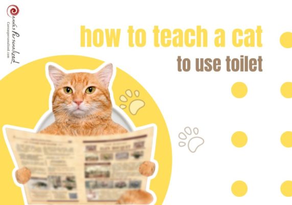 Train Cat To Use Toilet