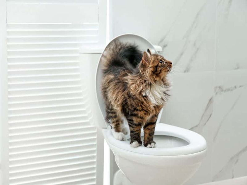 train a cat to use the toilet with patience 