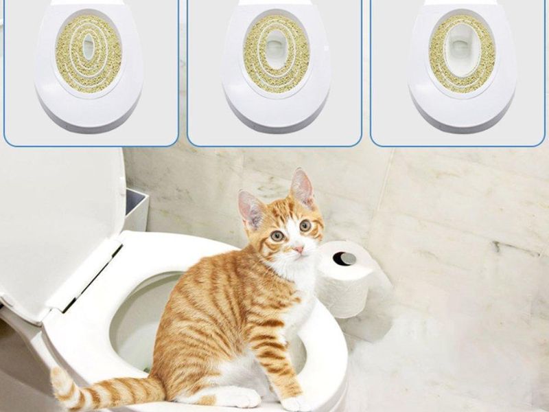 train a cat to use the toilet step-by-step