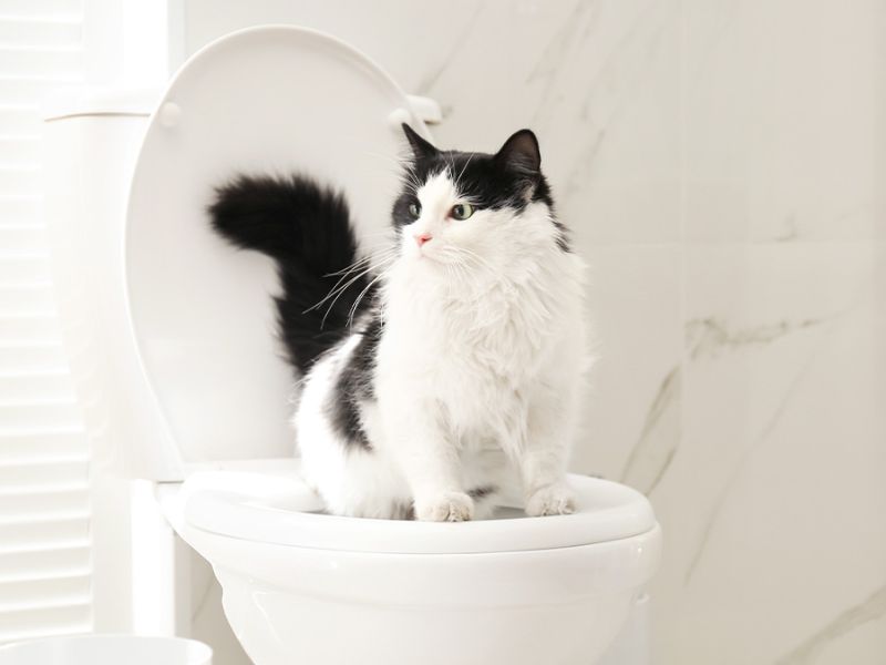 Flush after the cat pee in toilet