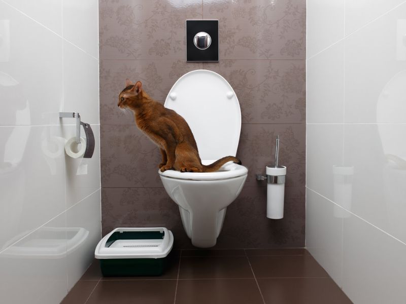 train a cat to use the toilet with positive reinforcement