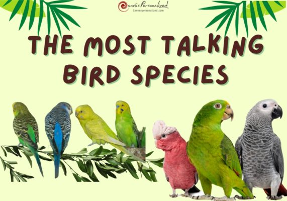 The Most Talking Bird Species