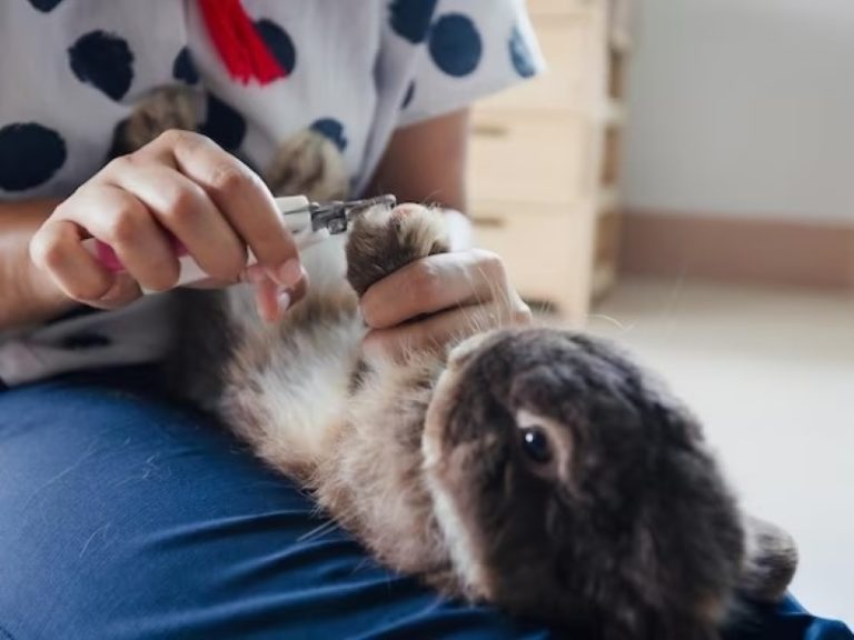 Rabbit Nail Trimming Guide Tips And Tricks For An Easy Experience