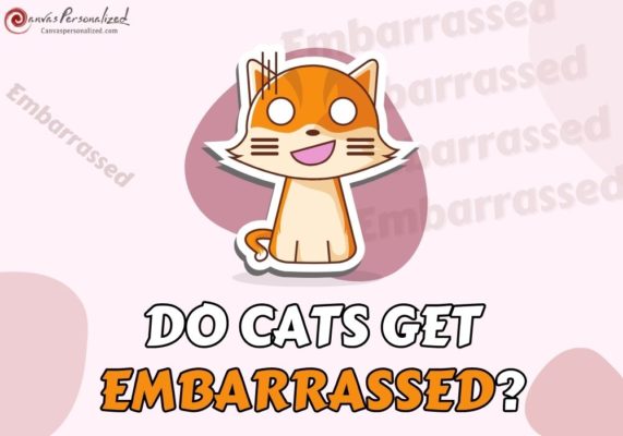 Do Cats Get Embarrassed