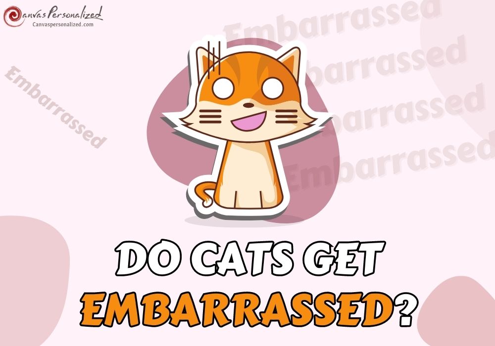 Do Cats Get Embarrassed? Top 6 Situations Of Their Feelings 9 Do Cats Get Embarrassed