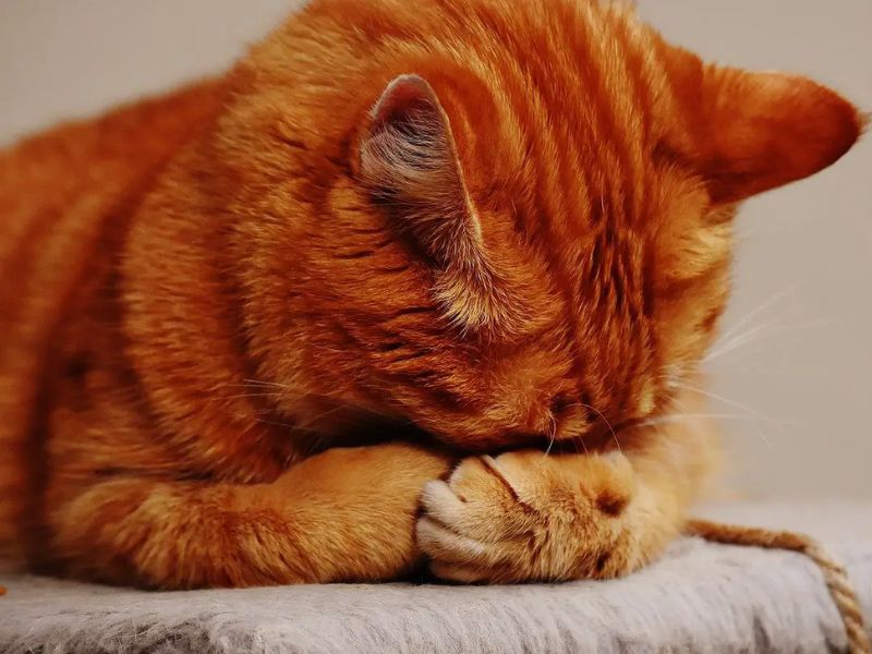 what do cats do when they get embarrassed