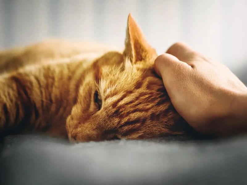 Do Cats Get Embarrassed? Top 6 Situations Of Their Feelings 14 Do Cats Get Embarrassed When They Poop