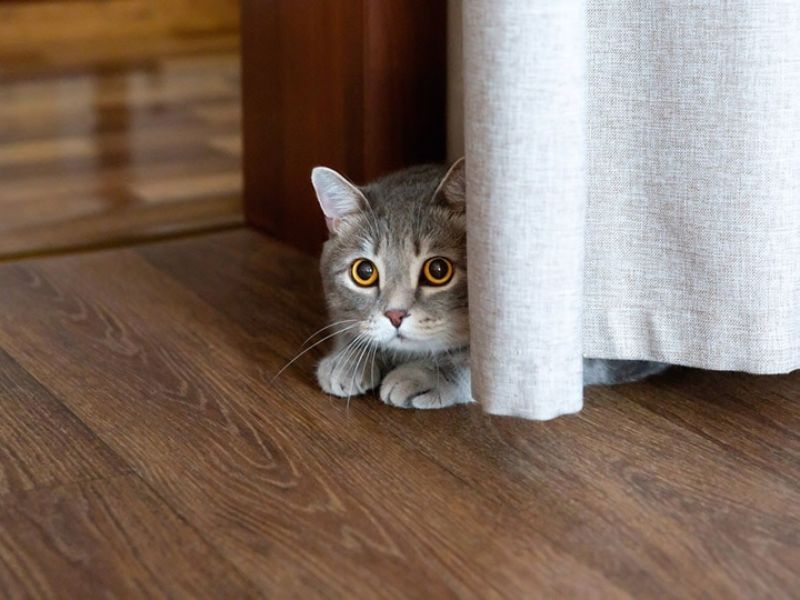 Do Cats Get Embarrassed? Top 6 Situations Of Their Feelings 11 Do Cats Feel Emotions When You Laugh At Them