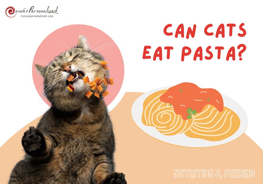 Can Cats Eat Pasta? What Is Dangerous For Feline Friends? 11 Can Cats Eat Pasta