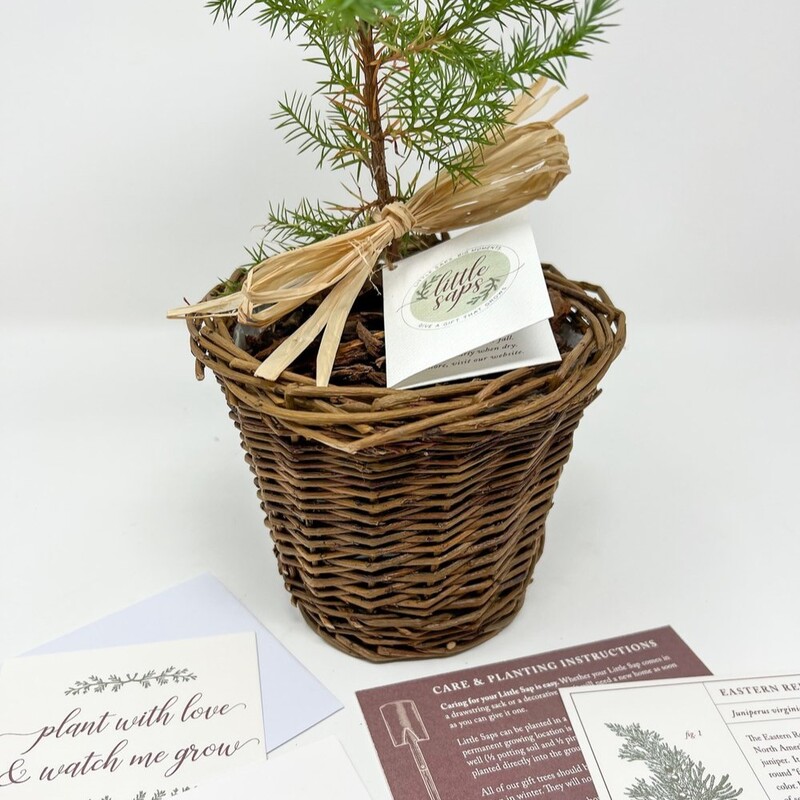 Memorial Tree to Plant - cat memorial gifts