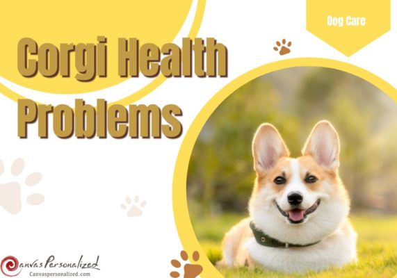 Top 10 Common Corgi Health Problems And How To Prevent Them