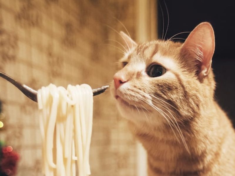 is pasta bad for cats