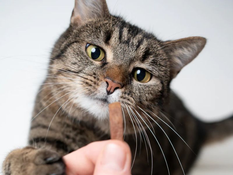 Can Cats Eat Pasta? What Is Dangerous For Feline Friends? 15 Can Cats Eat Pasta