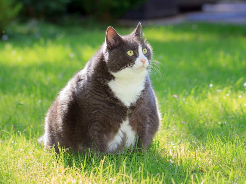 Can Cats Eat Pasta? What Is Dangerous For Feline Friends? 16 Can Cats Eat Cooked Pasta And Uncooked Pasta