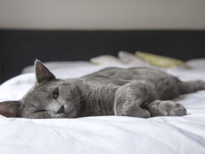 Can Cats Eat Pasta? What Is Dangerous For Feline Friends? 17 Is Pasta Safe For Your Cat?