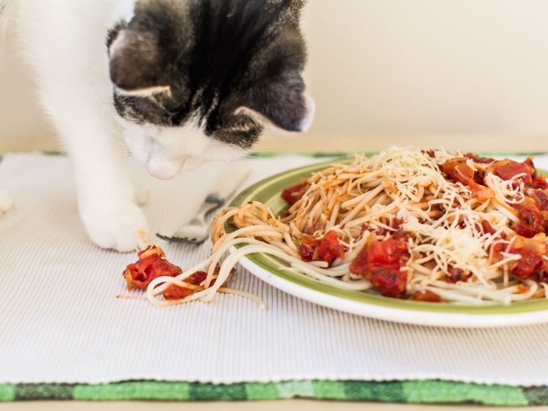 Cats can eat pasta but in the right way