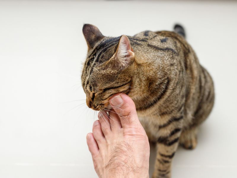 why do cats like attacking feet 