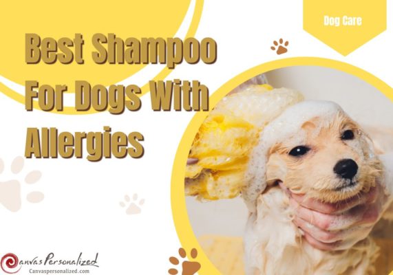 20 Best Shampoo For Dogs With Allergies And Itchy Skin In 2023
