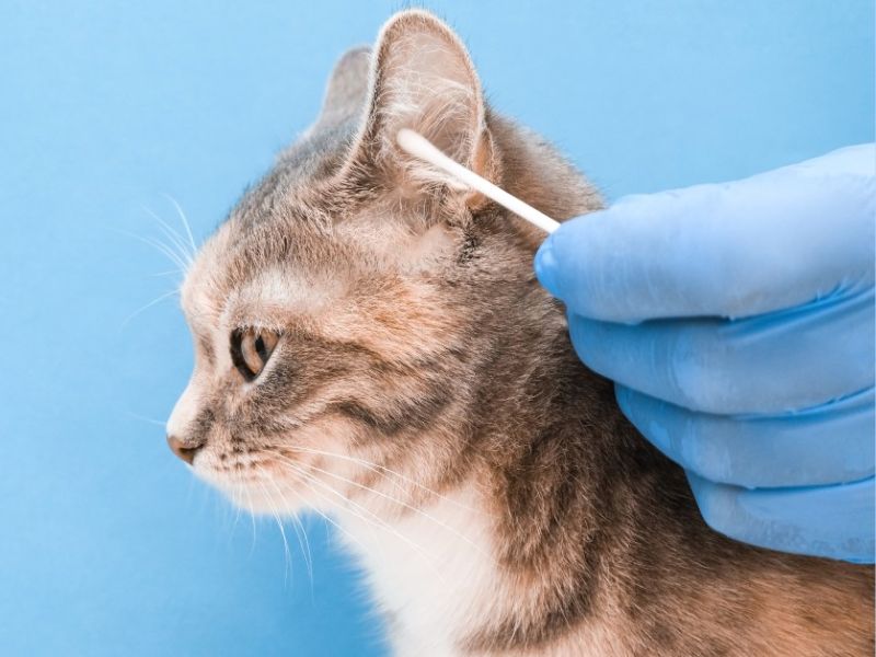 safe way to clean cats ears