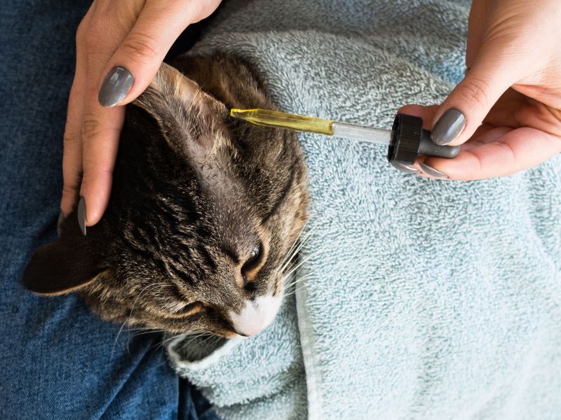 10 Best Cat Ear Cleaners By Vets Top Picks