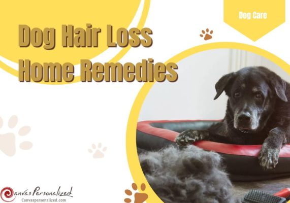 13 Dog Hair Loss Home Remedies: Grow A Dog'S Hair Back Fast