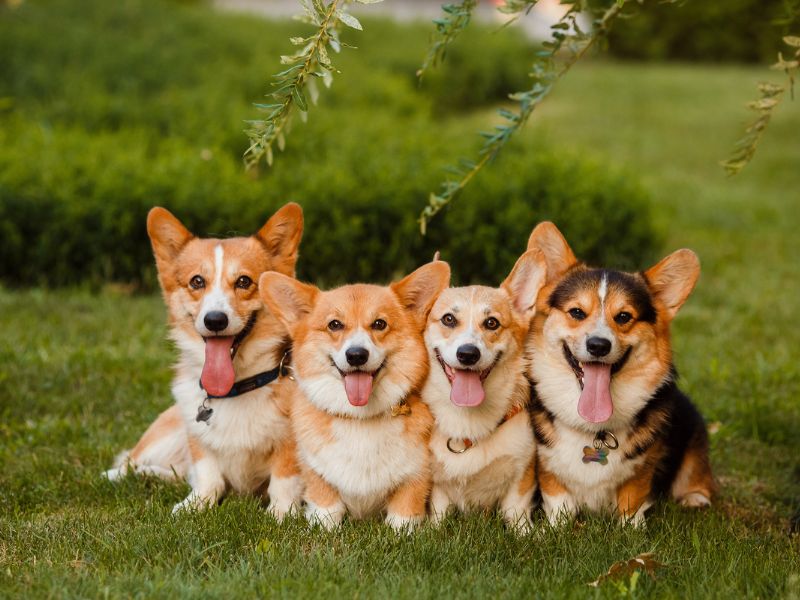 Top 10 Common Corgi Health Problems And How To Prevent Them 17 Corgi Health Problems