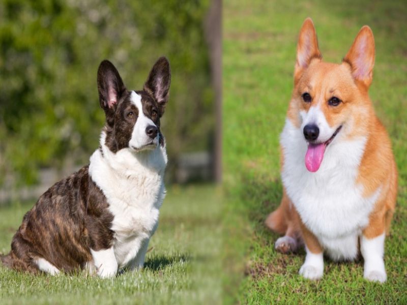 Top 10 Common Corgi Health Problems And How To Prevent Them 18 Health Problems Corgis