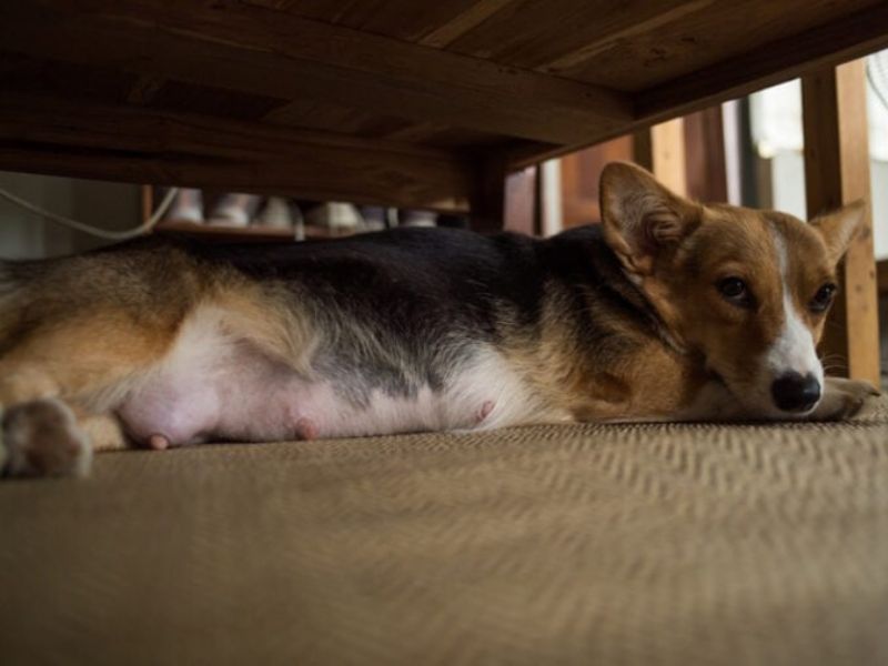 Top 10 Common Corgi Health Problems And How To Prevent Them 23 Complications In Corgi Pregnancies