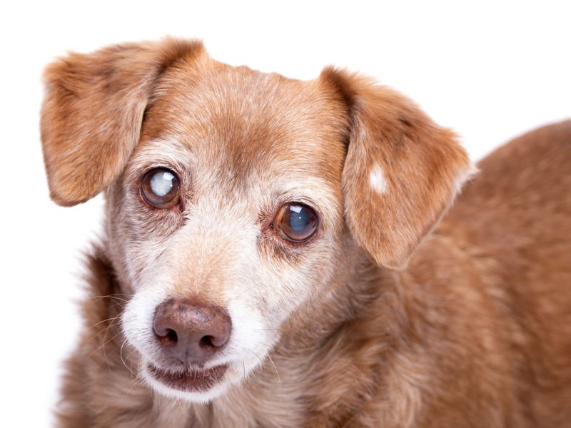 Top 10 Common Corgi Health Problems And How To Prevent Them 24 Cataracts In Corgi Health Problems