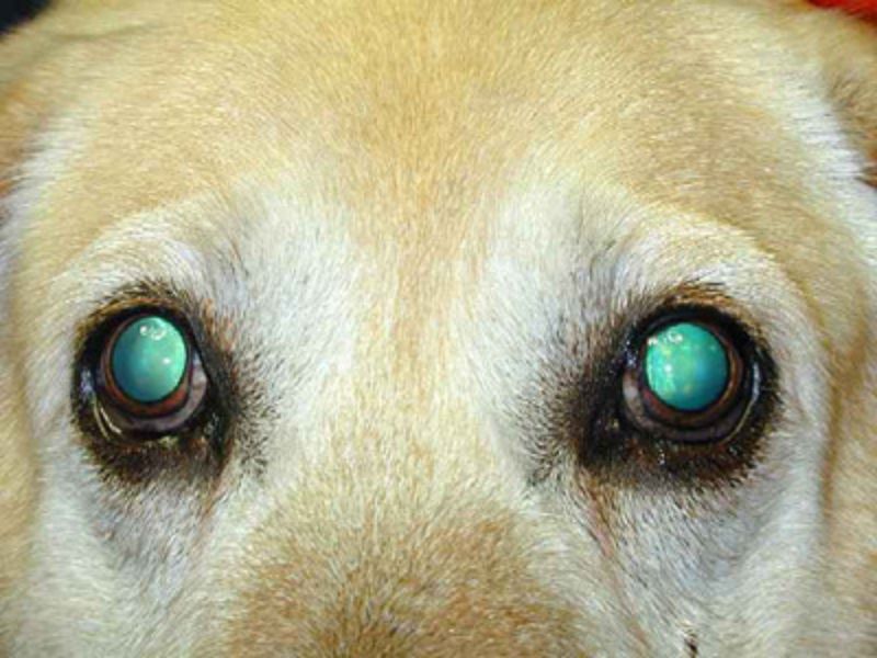 Top 10 Common Corgi Health Problems And How To Prevent Them 25 Progressive Retinal Atrophy In Health Problems Corgis