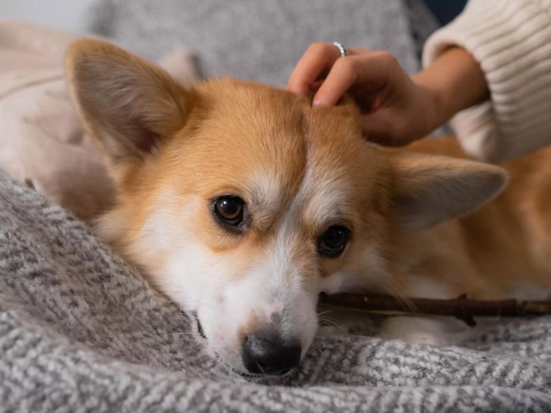 Top 10 Common Corgi Health Problems And How To Prevent Them 27 Von Willebrand’s Disease In Health Problems Corgis