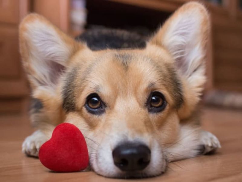 Top 10 Common Corgi Health Problems And How To Prevent Them 29 Corgi Health Issues
