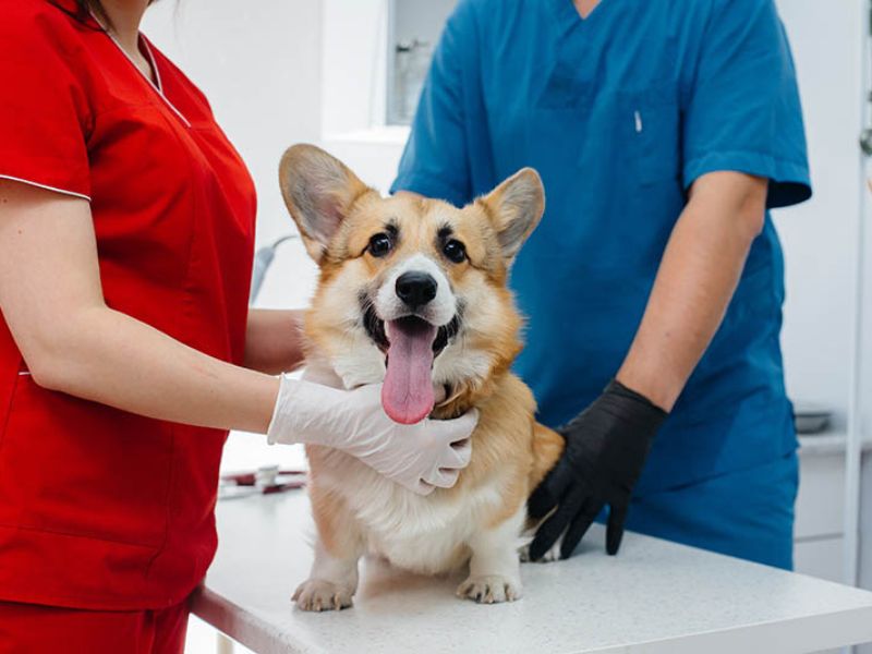 Top 10 Common Corgi Health Problems And How To Prevent Them 31 Corgi Health Issues