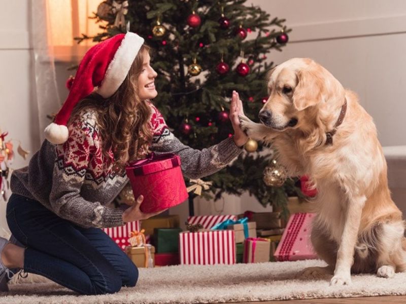 Tips For Choosing Great Gifts for Golden Retriever lovers