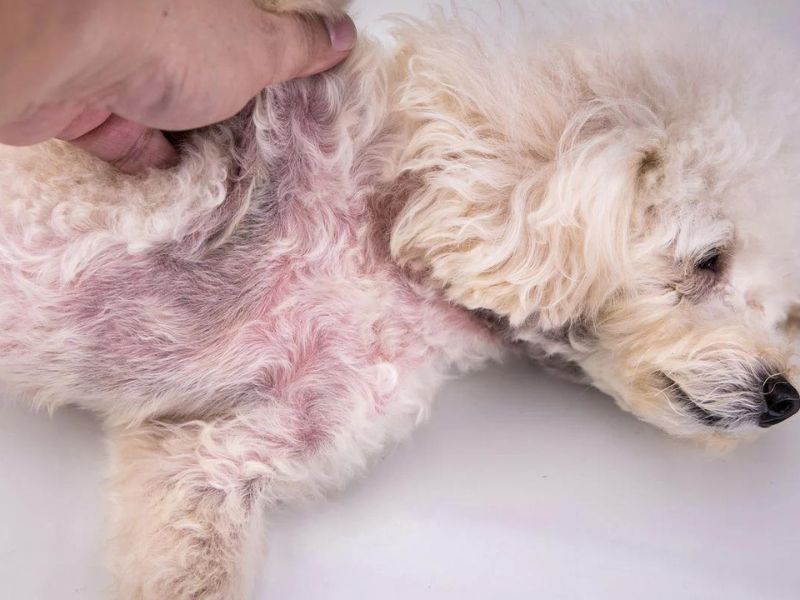 13 Dog Hair Loss Home Remedies: Grow A Dog'S Hair Back Fast 19 Common Causes Of Hair Loss In Dogs