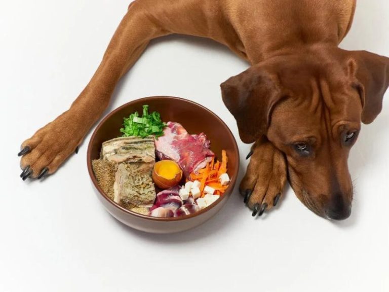 13 Dog Hair Loss Home Remedies Grow Dog's Hair Back Quickly