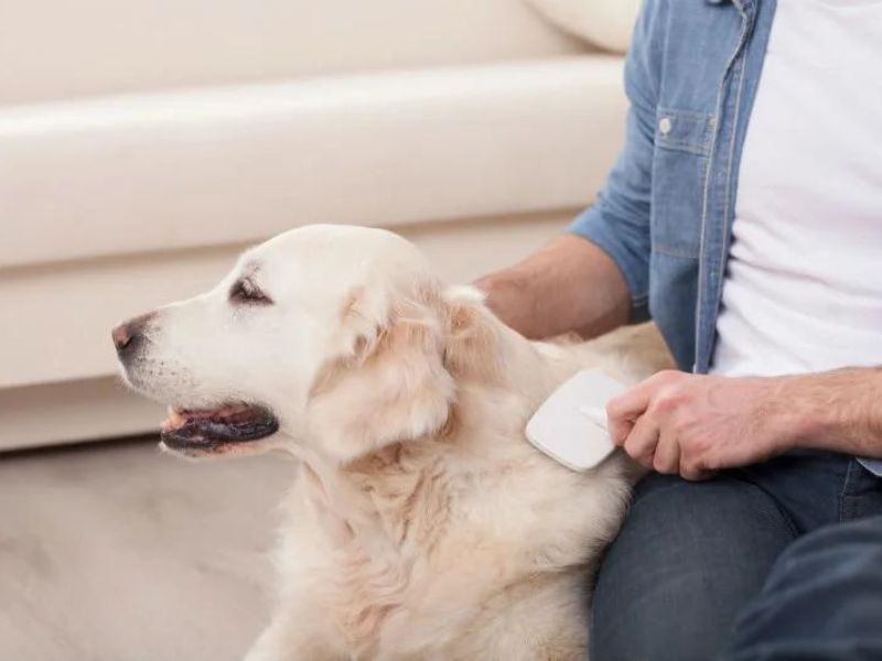 13 Dog Hair Loss Home Remedies: Grow A Dog'S Hair Back Fast 22 Regular Brushing For Home Remedies For Dog Hair Loss And Itching