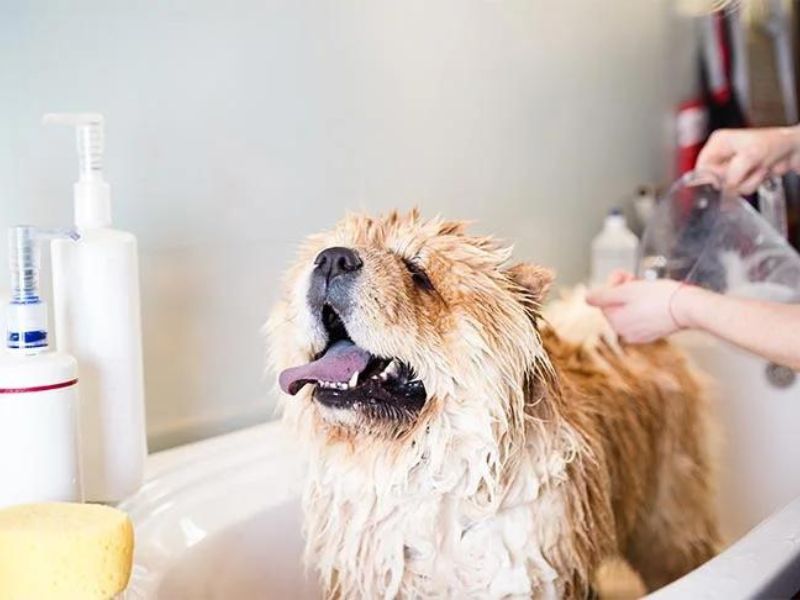 13 Dog Hair Loss Home Remedies: Grow A Dog'S Hair Back Fast 23 Gentle Shampooing And Conditioning For Dog Hair Loss Remedies