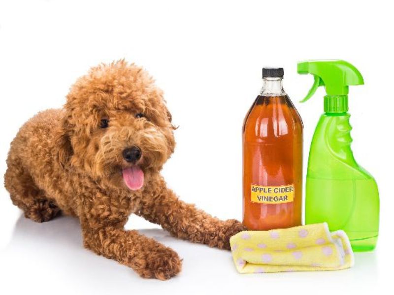 13 Dog Hair Loss Home Remedies: Grow A Dog'S Hair Back Fast 26 Dog Hair Loss Home Remedies With Apple Cider Vinegar