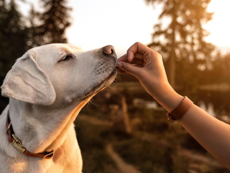 13 Dog Hair Loss Home Remedies: Grow A Dog'S Hair Back Fast 29 Biotin Supplements For Dog Hair Loss Remedies