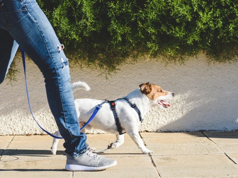 13 Dog Hair Loss Home Remedies: Grow A Dog'S Hair Back Fast 31 Reducing Stress And Anxiety For Dog Hair Loss And Itching