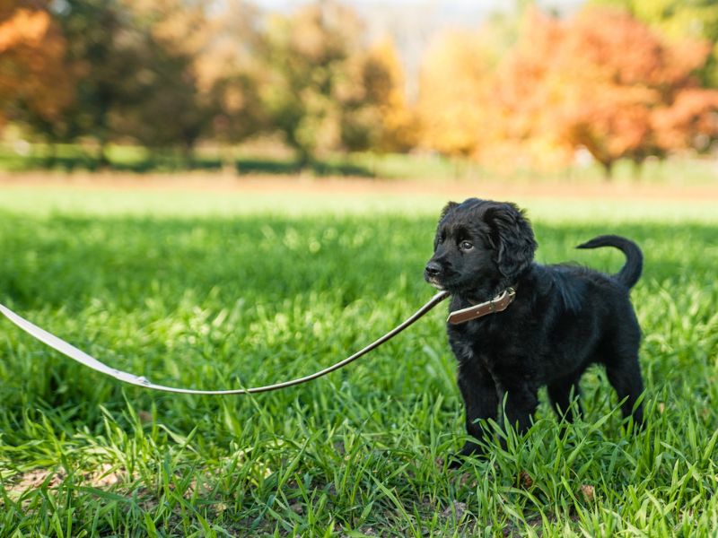 How To Leash Train A Puppy Or To Walk On A Leash: Tips &Amp; Tricks 13 How To Leash Train A Puppy