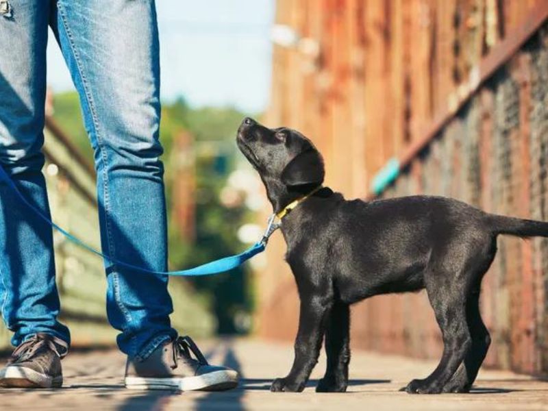 How To Leash Train A Puppy Or To Walk On A Leash: Tips &Amp; Tricks 14 The Benefits Of Leash Training A Puppy